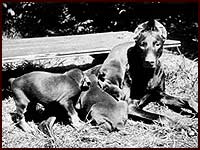 Дочь Гесса известная производительница Юлен-де-Бина со своими первыми щенками