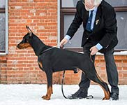 ФАВН ИЗ ЗООСФЕРЫ