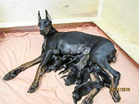 КОНСТАНЦИЯ ИЗ ЗООСФЕРЫ