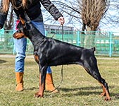 ФРАНЧЕСКА ДА РИМИНИ ИЗ ЗООСФЕРЫ