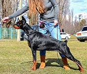 ФРАНЧЕСКА ДА РИМИНИ ИЗ ЗООСФЕРЫ