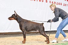 КОТОВСКИЙ ИЗ ЗООСФЕРЫ