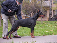 ДИНА ДУРБИН ИЗ ЗООСФЕРЫ