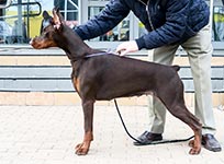 ЦЕЦИЛИЯ ФАБОВНА ИЗ ЗООСФЕРЫ
