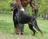 РЕНСДОРФФ ЛИБЕРТИ