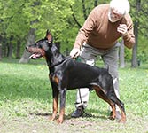 ЧАРЛЬСТОН ИЗ ЗООСФЕРЫ