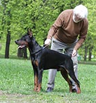 ЧАРЛЬСТОН ИЗ ЗООСФЕРЫ