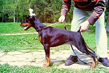 БАТИК ИЗ ЗООСФЕРЫ
