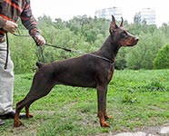 ЦЕЦИЛИЯ ФАБОВНА ИЗ ЗООСФЕРЫ