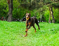 ЦЕЦИЛИЯ ФАБОВНА ИЗ ЗООСФЕРЫ
