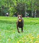 ЦЕЦИЛИЯ ФАБОВНА ИЗ ЗООСФЕРЫ