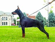ЦИНЦИННАТИ ИЗ ЗООСФЕРЫ