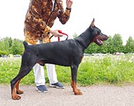 ЧАРЛЬСТОН ИЗ ЗООСФЕРЫ