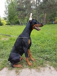 ЯНЕТ ИЗ ЗООСФЕРЫ