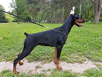 ЯНЕТ ИЗ ЗООСФЕРЫ