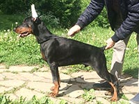 БЕЛФОР ИЗ ЗООСФЕРЫ
