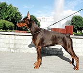 ЦЕЦИЛИЯ ФАБОВНА ИЗ ЗООСФЕРЫ