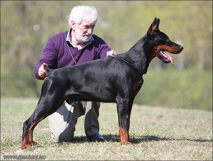 Dobermann kennel 