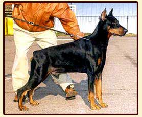 2xEuropean Winner Res.Winner of VDH-Europasieger Absolutly Best Dog of Decade in Russia Graaf Quinton v. Neerlands Stam