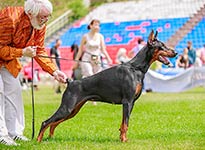 СЕВИЛЬЯ ИЗ ЗООСФЕРЫ