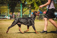 ГОТИКА ГИНЕВЕРА ИЗ ЗООСФЕРЫ